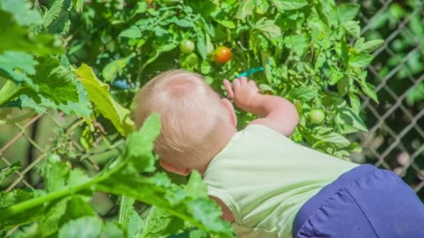 Menina Pequena Curiosa Descobrindo Torno Jardim Ecológico Escolhendo Pequeno Tomate — Vídeo de Stock