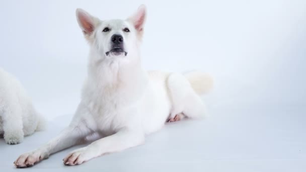 Footage Adorable White Dog Studio White Background — Stock Video