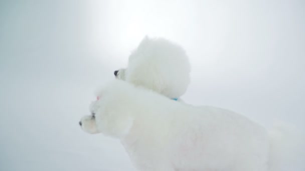 Närbild Bilder Vackra Vita Hundar Studio Vit — Stockvideo