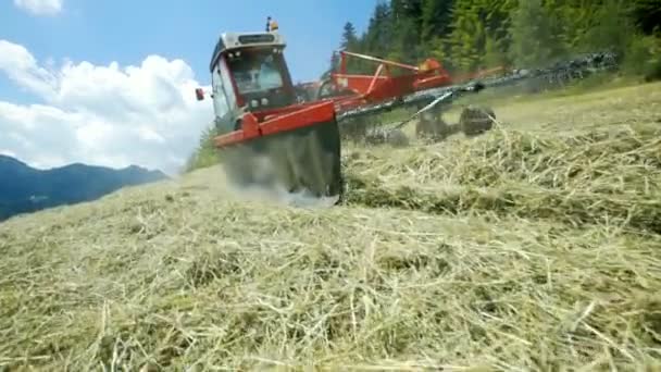 Tractor Rojo Está Conduciendo Cuesta Arriba Agricultor Está Preparando Heno — Vídeo de stock