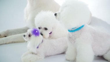 Birçok sevimli yavru yerde oturuyor ve etrafa bakıyor.