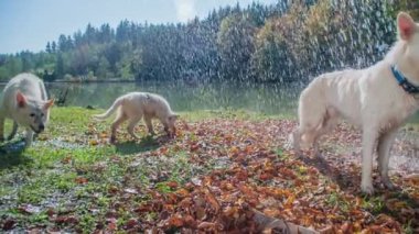 Tatlı beyaz bir köpek duş alıyor ve sonra suyu silkeliyor. Göl kenarında güzel bir yaz günü..