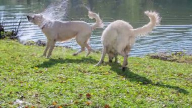 Doğada eğlenen güzel beyaz köpeklerin görüntüleri.