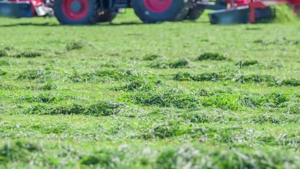 Świeżo Wycięta Trawa Wygląda Pięknie Zielone Rolnicy Pracują Poza Granicami — Wideo stockowe