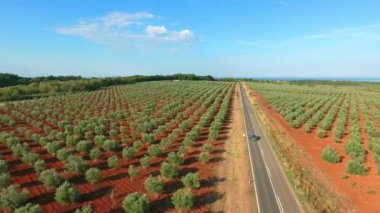 Hırvatistan 'ın Novigrad kenti yakınlarındaki zeytin ağacı çiftliği