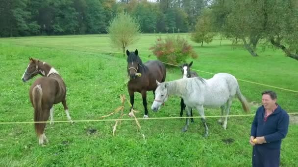 Aerial Footage Beautiful Horses Grazing Green Field — Stock Video