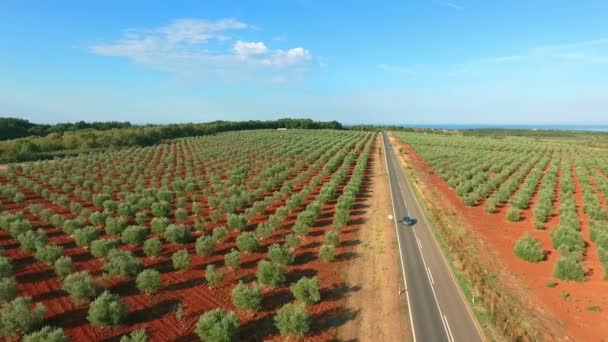 Olive Tree Plantation Novigrad Croatia — Stock Video