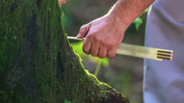 Forester eski bir ahşap metre cetvel ile yosunlu ağaç gövde genişliğini ölçüyor.