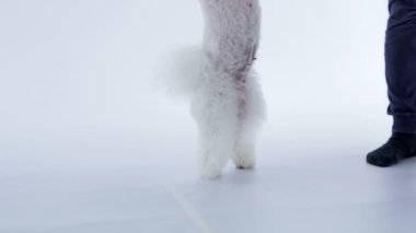 Sevimli bir beyaz köpek yavrusu onun son iki ayak üzerinde yürüyor. Bir kadın onu eğitir..