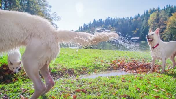 Los Perros Están Listos Para Correr Tras Palo Madera Ven — Vídeo de stock