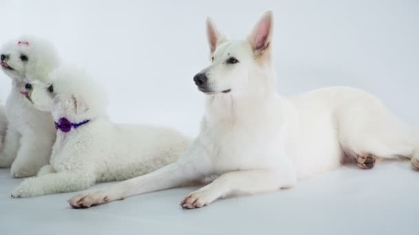 Dueño Les Está Dando Comida Los Perros Perro Blanco Más — Vídeo de stock