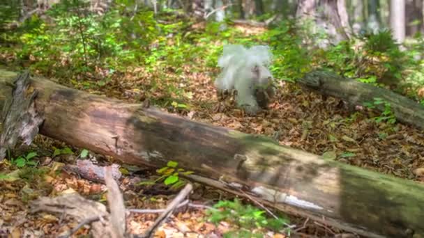 一只小狗在森林里爬山 这是一个温暖的好天气 森林里有许多树叶在地上 — 图库视频影像