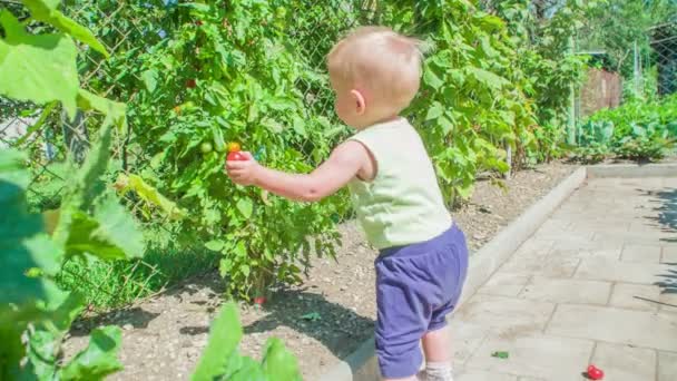 Curiosa Niña Encantadora Está Recogiendo Pequeño Tomate Bio Rojo Jardín — Vídeo de stock