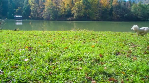 Honden Spelen Rennen Bladeren Een Mooie Dag Een Meer Achtergrond — Stockvideo