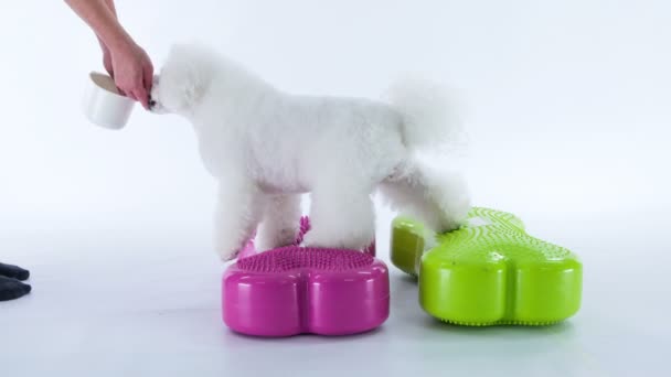 彼が紫と緑の物体の上に立つ時に子犬が餌を与えられている — ストック動画