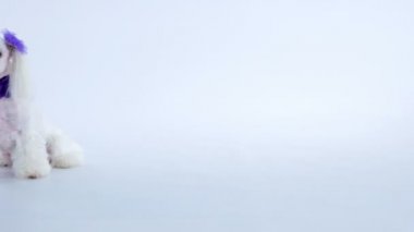 İki mor yaylı bir köpek yavrusu yerde oturuyor..