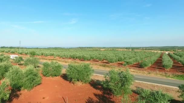 橄榄树种植园之间的主要道路 — 图库视频影像