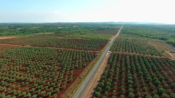 Olive Tree Plantation Birds Eye View — Stock Video