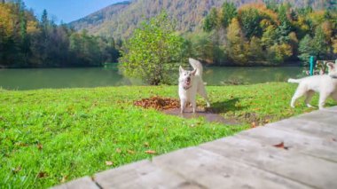 Doğada eğlenen güzel beyaz köpeklerin görüntüleri.