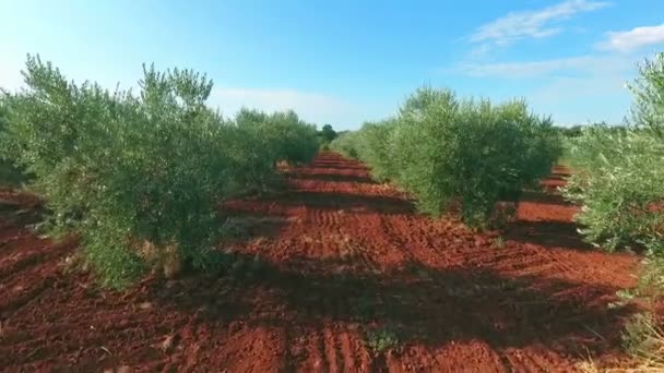 地中海里路过的生物橄榄树 — 图库视频影像