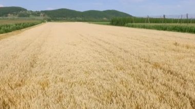 Slovenya 'nın doğusundaki Zaleç yakınlarındaki büyük buğday tarlası üzerinde sonbahar zamanı uçuş.