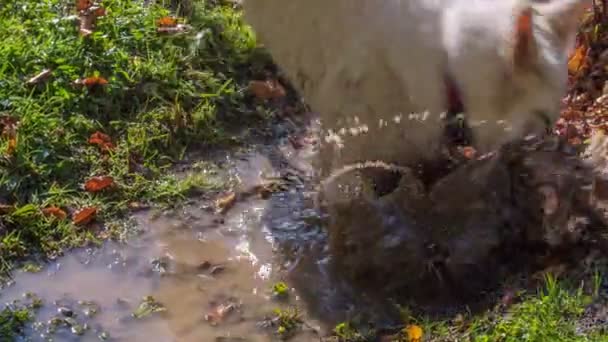 Two Big White Dogs Get Dirty Looking Stick Someone Has — Stock Video