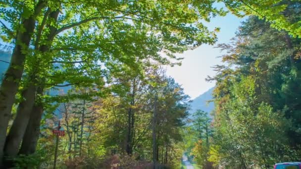 Riprese Una Bellissima Foresta All Inizio Dell Autunno — Video Stock