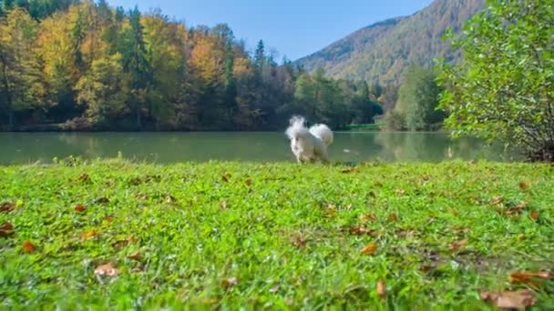 Dois Cães Estão Correndo Juntos Grama Junto Lago — Vídeo de Stock