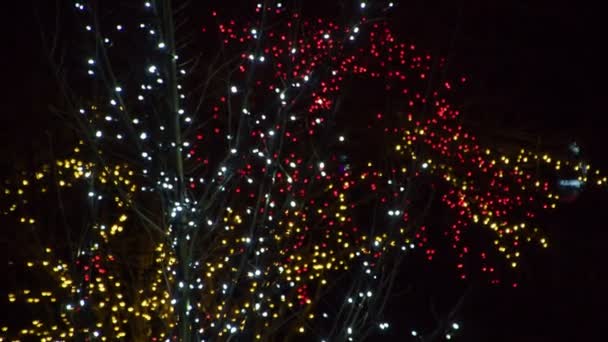 Туристы Наблюдают Волшебные Деревья Облицованные Яркими Огнями Феи Вечерние Часы — стоковое видео