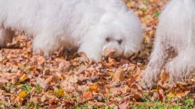 Köpekler oynuyor ve güzel bir günde yaprakların üzerinde koşuyor. Arka planda bir göl var..