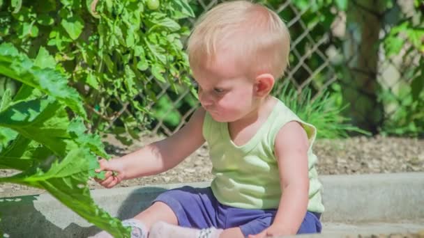 在炎热的夏天 可爱的小女孩坐在蔬菜园里 摘下大大的绿色南瓜叶子 — 图库视频影像