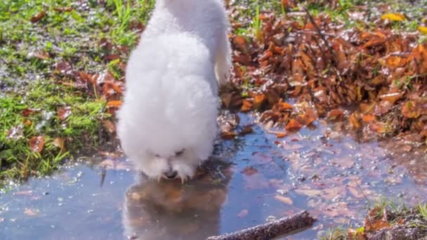 一只小白狗在用水坑喝水 周围有许多树叶 — 图库视频影像