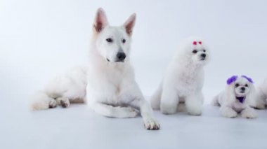 Stüdyodaki beyaz köpeklerin beyaz üzerine yakın çekim görüntüleri.