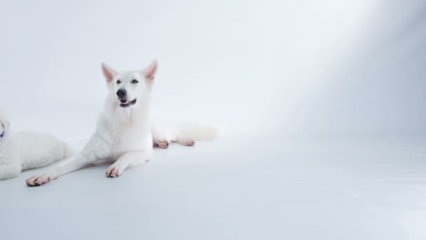 Одна Большая Четыре Маленькие Белые Собаки Позируют Фотосессии — стоковое видео