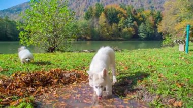 Doğada eğlenen güzel beyaz köpeklerin görüntüleri.