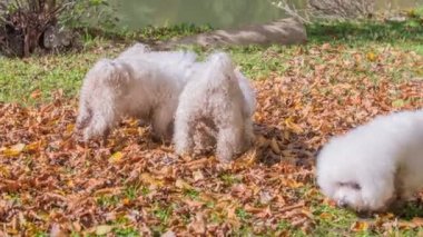 Küçük bir köpek yavrusu sevinçten atlıyor. Her büyüklükteki köpeklerin lots nehir kıyısında oynuyor ve gerçekten açık havada olmaktan zevk.