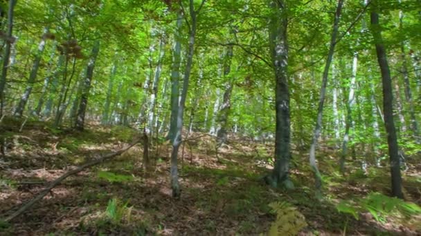 Footage Beautiful Forest Early Autumn — Stock Video