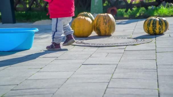 Una Niña Pequeña Sienta Una Calabaza Grande Luego Levanta Ver — Vídeos de Stock