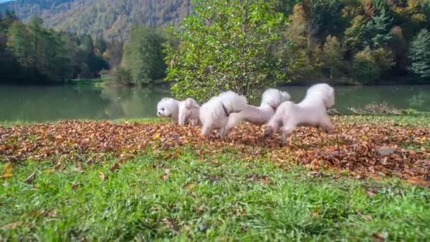 Cães Estão Brincando Correndo Sobre Folhas Dia Agradável Lago Fundo — Vídeo de Stock