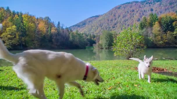 Beeldmateriaal Van Mooie Witte Honden Die Plezier Hebben Natuur — Stockvideo