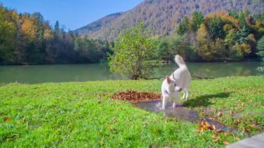 Doğada eğlenen güzel beyaz köpeklerin görüntüleri.