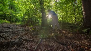 Forester bir Vernier Kaliper ile ağaç gövdesinin genişliğini ölçme ve şaşırtıcı bir meşe ağacının yüksekliğini tarama.