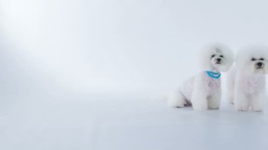 Sevimli küçük yavru birlikte katta oturuyor ve sahibi arıyoruz. İyi bir şekilde iyi yatmaktadırlar..