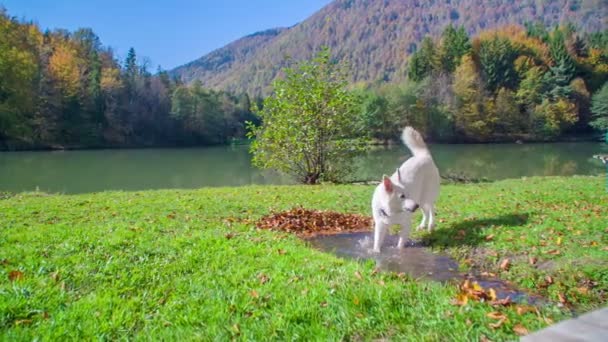 Imagens Belos Cães Brancos Divertindo Natureza — Vídeo de Stock