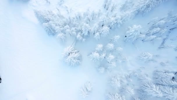 Paisaje Está Completamente Cubierto Nieve Los Abetos Son Blancos Paisaje — Vídeos de Stock