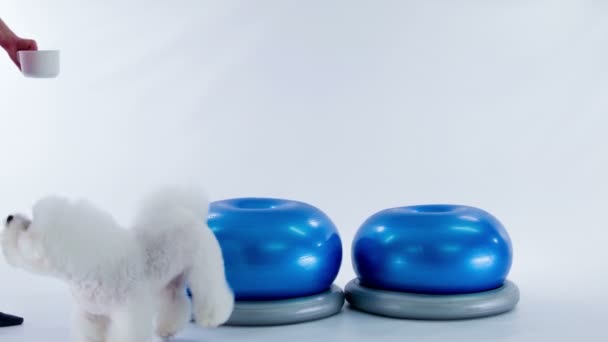 Primo Piano Filmato Carino Piccolo Cucciolo Bichon Formazione Studio Bianco — Video Stock