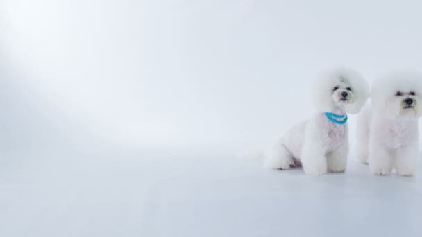 Carini Cuccioli Sono Seduti Sul Pavimento Insieme Sono Alla Ricerca — Video Stock