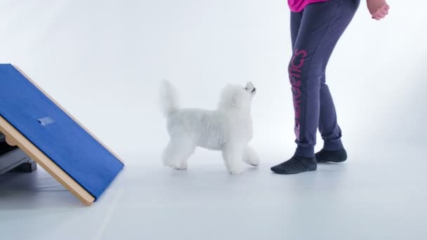 Imagens Close Belo Treinamento Filhote Cachorro Branco Estúdio Branco — Vídeo de Stock