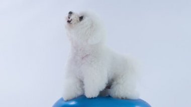 Büyük bir beyaz köpek yavrusu büyük bir mavi top üzerinde duruyor ve o dengeyi yakalamak için çalışıyor. O da esneiyor..