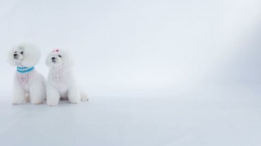Beyaz arka planda stüdyoda sevimli beyaz köpek görüntüleri var.